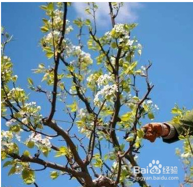 梨树人工授粉方法