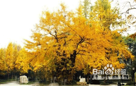 成都11月银杏观赏攻略