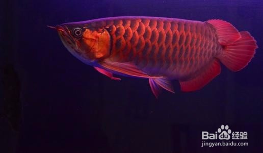 在挑选血红龙和辣椒红龙时有何讲究