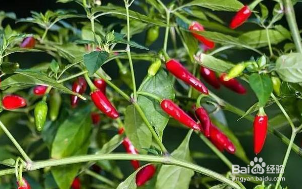 辣椒树叶子卷起来了怎么办