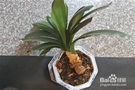 君子兰诱根技巧，不用担心君子兰再烂根了 ￼