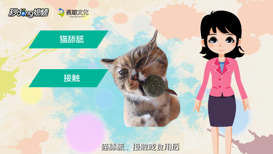 猫薄荷怎么用