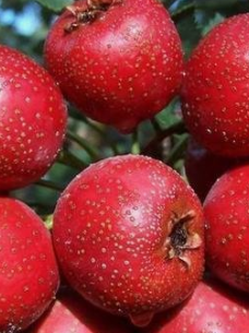 吃山楂的注意事项