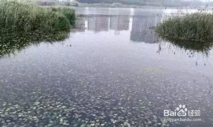如何选钓位、找鱼道？图解