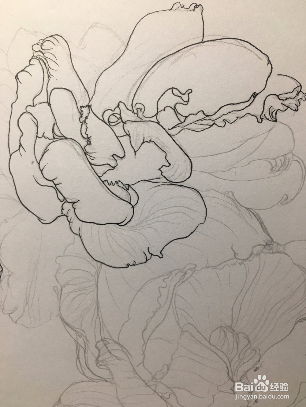 月季花的画法 月季简笔画 三朵月季的线描画教程