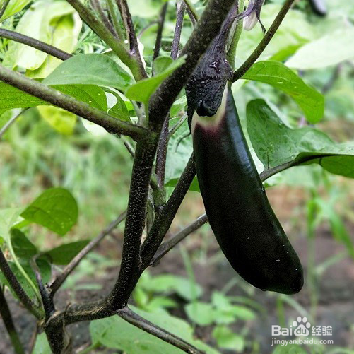 茄子有什么健康营养