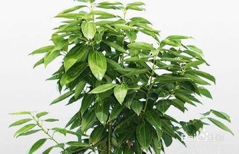 平安树叶子黄怎么办