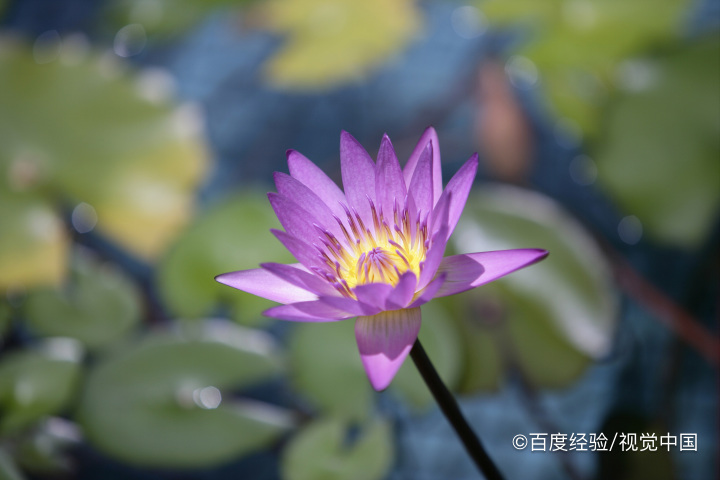 水培睡莲怎么栽种和管理