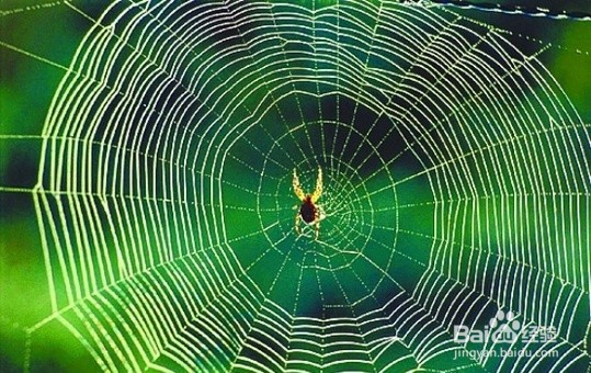 蜘蛛丝能用来做衣服吗