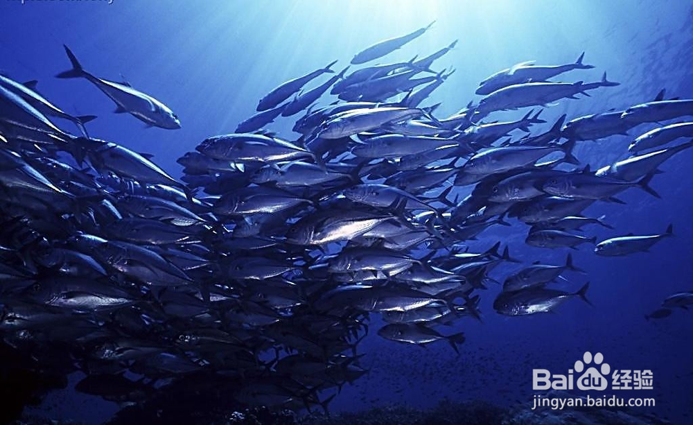 如果你是文中提到的一类人，快点服用深海鱼油吧