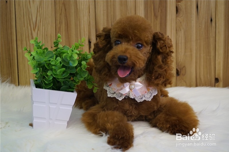 贵宾犬宠物美容