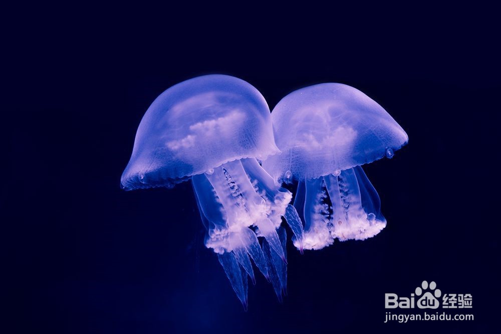 如何采购海蜇？