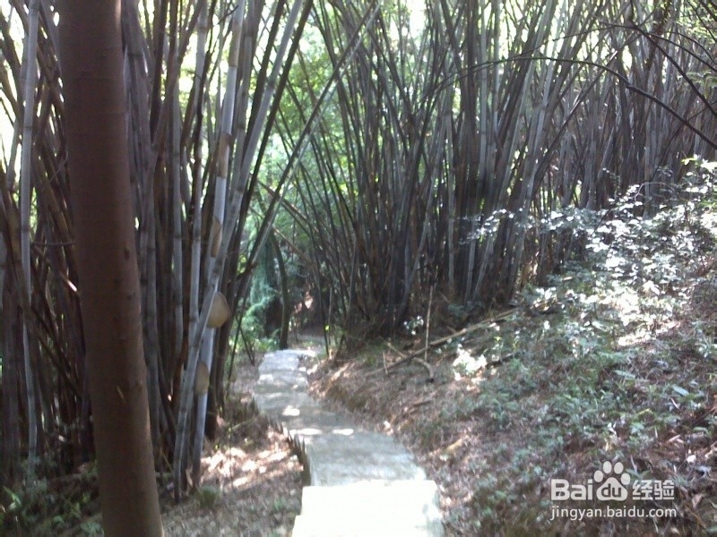 广州火凤线攻略