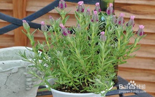 介绍几款驱蚊花草的用途