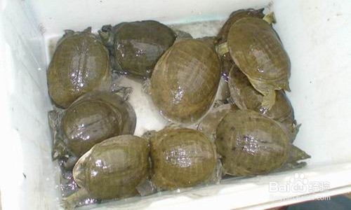 怎样选购,才能买到放心好吃的海产品