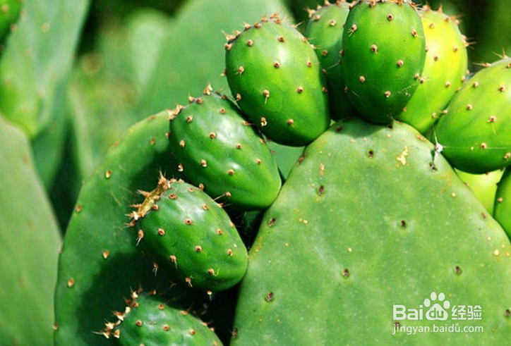 仙人掌和仙人球有什么区别