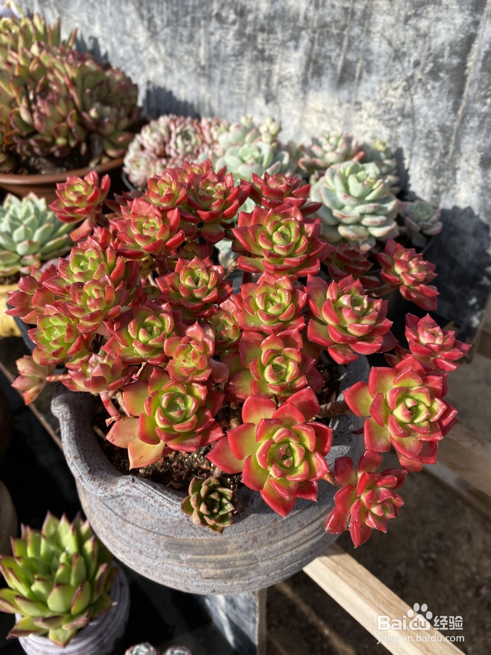 适合新手养植的多肉有哪些?