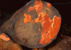 八月十五送礼送什么?送爸妈的礼物如何挑选?