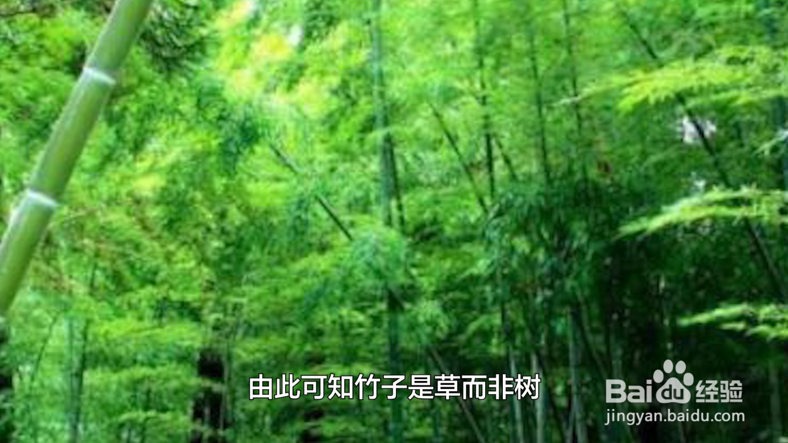 竹子属于树还是草