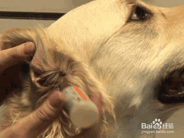 夏季养狗的注意事项