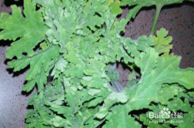 驱蚊草水培方法及养护要点