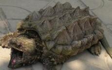 鳄龟养大怎么办