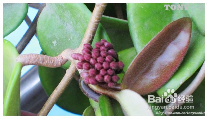 江南盛夏必吃的甜品--懒人也能搞定的甜酒酿