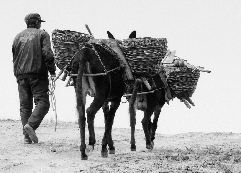 赶牲灵是山歌还是小调