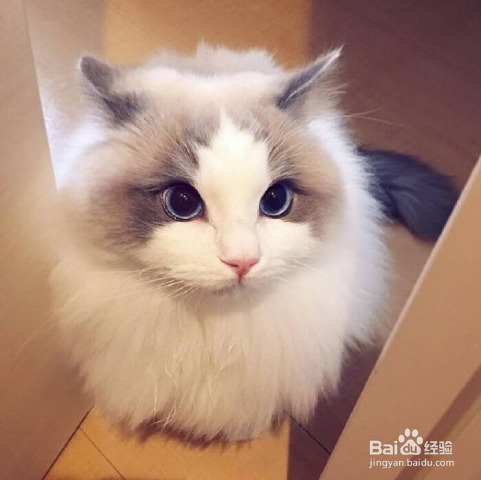 猫咪变老了会怎么样