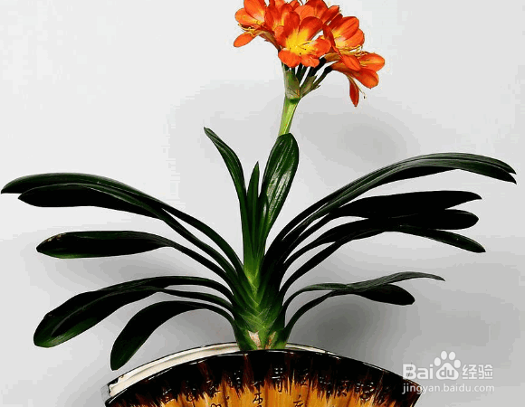 君子兰浇水的正确方法