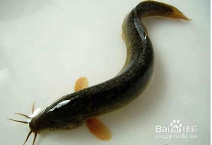 哪些食物一起吃会相克(10)
