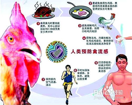 怎么样预防禽流感