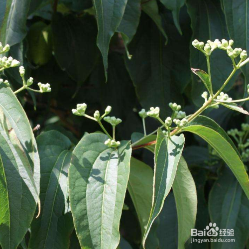 七子花的养殖技巧与病虫害预防