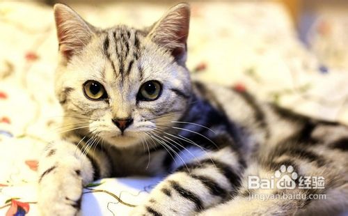 美国短毛猫如何根据其性格饲养