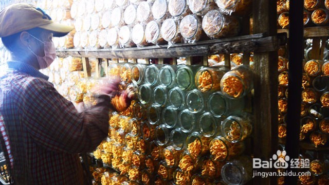 虫草花煲汤最常用的3种虫草花