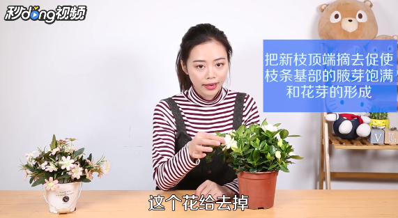 如何养殖栀子花