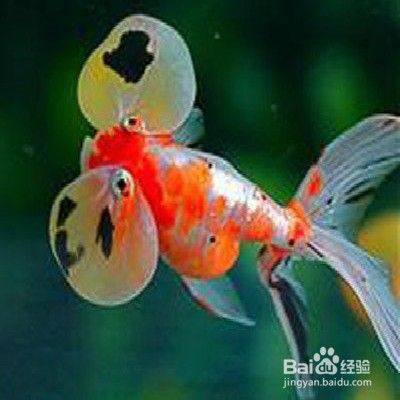 饲养水眼泡金鱼的一些小技巧 百度经验 饲养水眼泡金鱼的一些小技巧 百度经验