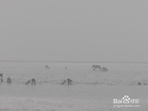 海边挖蚶子有什么技巧