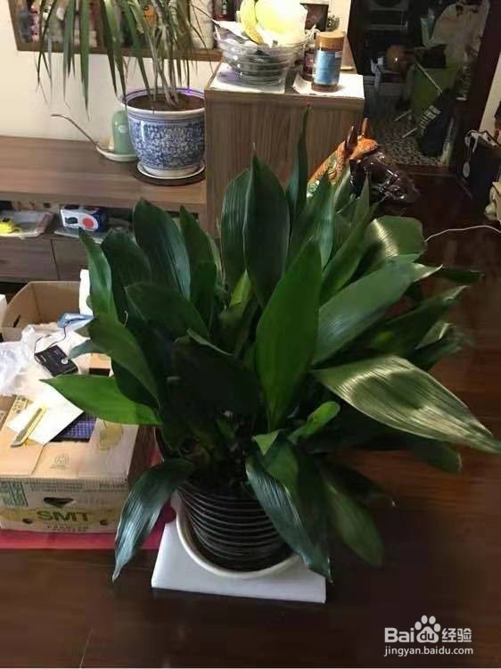 3种花，卧室客厅养1盆，甲醛少了，睡觉也香了！