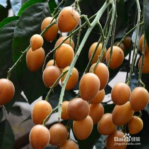 怎么才能把黄皮果养的更好？