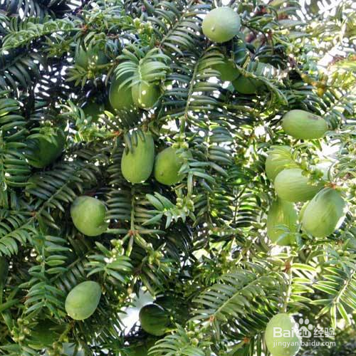 香榧的培育方法和注意事项