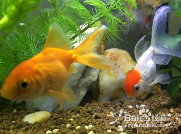 如何饲养新近购买的金鱼