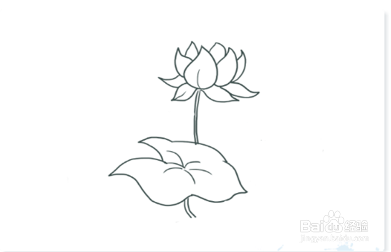 简笔画--荷花