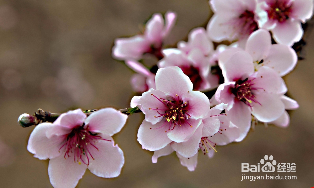 <b>#过年#春节期间买什么花放在家里面比较好呢</b>