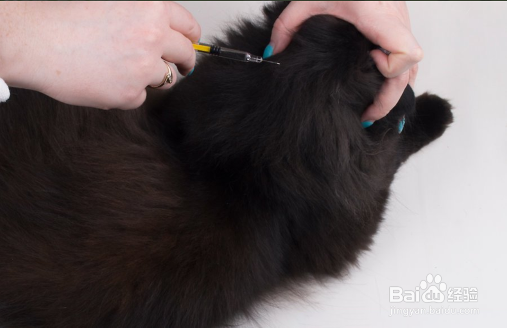 2种方法如何保护您的猫免受寄生虫的伤害