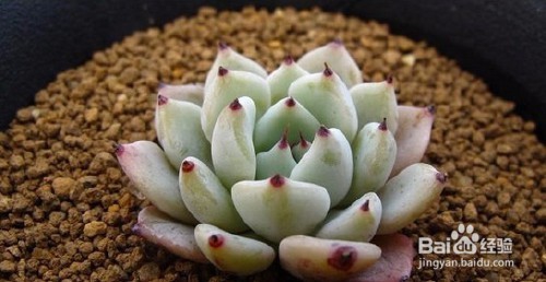 三分钟速成之最美多肉