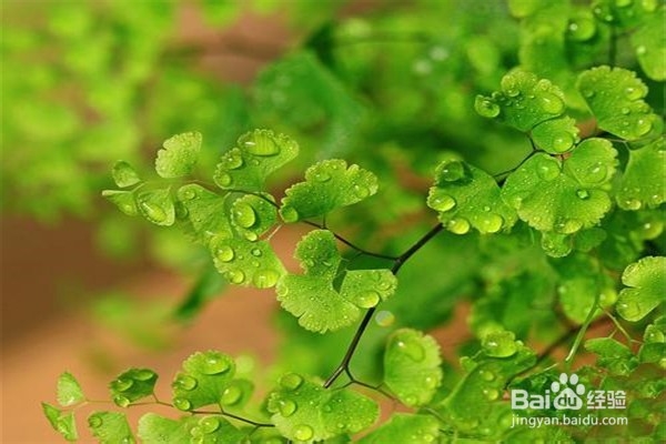 铁线蕨的养殖方法和注意事项有什么?
