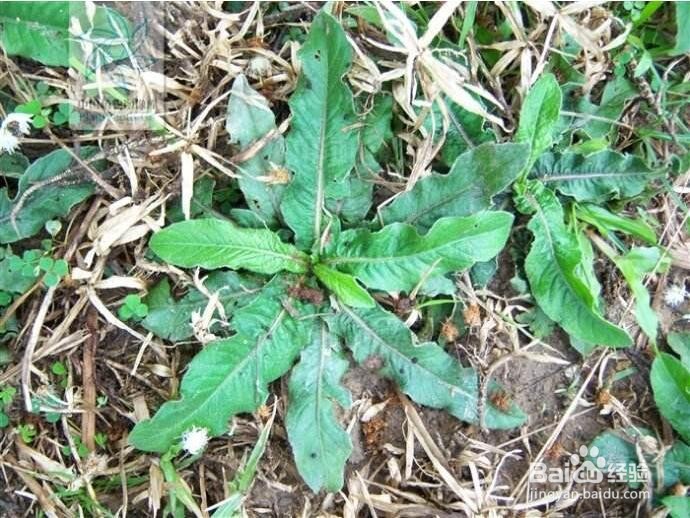 地苦胆怎么种植