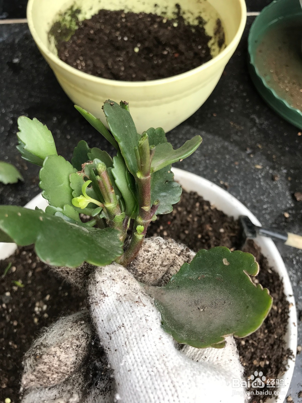 长寿花开败后的处理方法