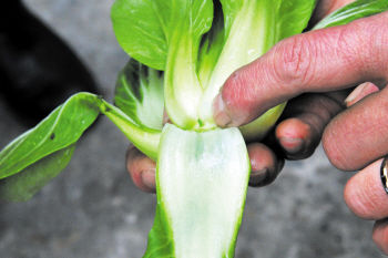 香菇炒青菜的家常做法